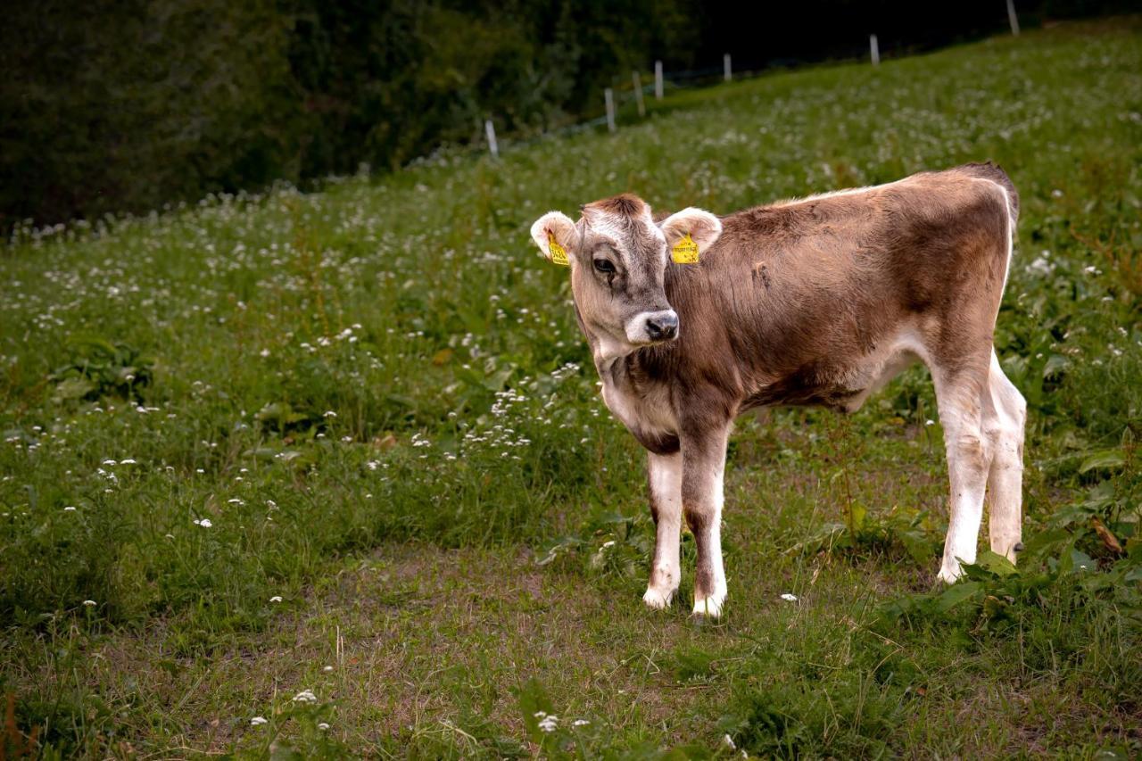 Stillehof - Ferienwohnungen Auf Dem Bauernhof- Suedtirol Брессаноне Экстерьер фото